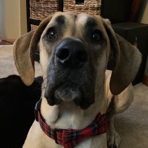 Meet your Posher, Ryan